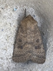 Hoplodrina octogenaria