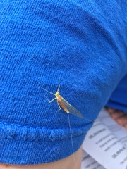 Stenacron interpunctatum