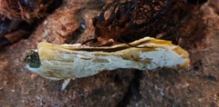 Malleus meridianus