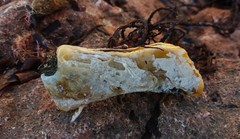Malleus meridianus