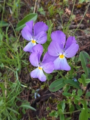 Viola calcarata