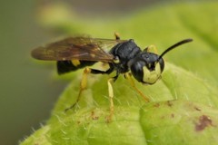 Cerceris rybyensis