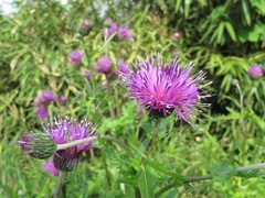 Cirsium japonicum