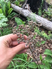Parthenium integrifolium