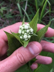 Parthenium integrifolium
