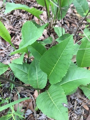 Parthenium integrifolium