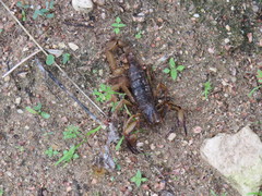 Opistophthalmus latro