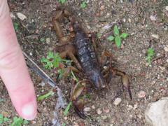 Opistophthalmus latro