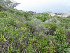 Indigofera sp-aff-platypoda