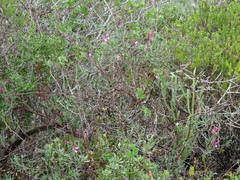 Indigofera sp-aff-platypoda