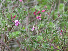 Indigofera sp-aff-platypoda