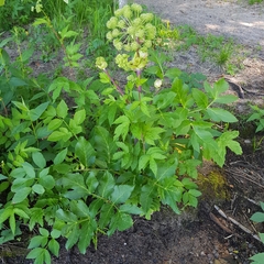 Angelica archangelica litoralis