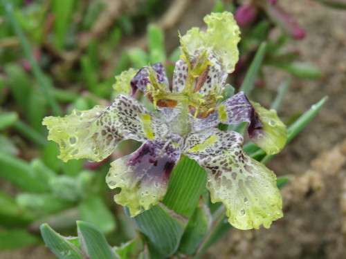 Image of Ferraria densepunctulata by (c) Jeremy Gilmore, some rights reserved (CC BY)