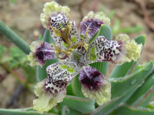 Ferraria densepunctulata