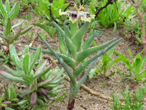 Image of Ferraria densepunctulata by (c) Jeremy Gilmore, some rights reserved (CC BY)