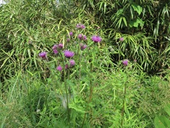 Cirsium japonicum