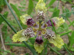 Ferraria densepunctulata