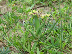 Ferraria densepunctulata