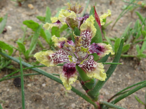 Image of Ferraria densepunctulata by (c) Jeremy Gilmore, some rights reserved (CC BY)