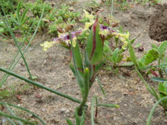 Ferraria densepunctulata