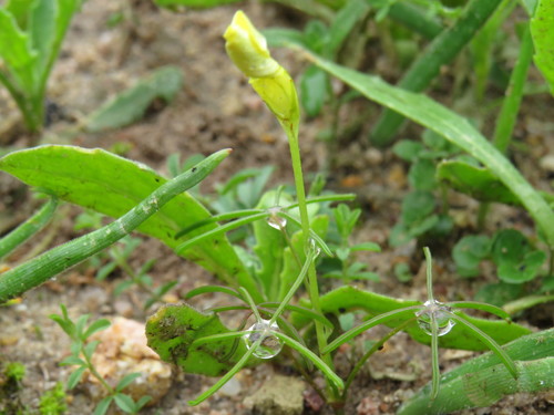 Oxalis burtoniae (Oxalis burtoniae)