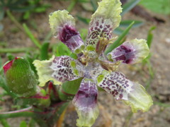 Ferraria densepunctulata