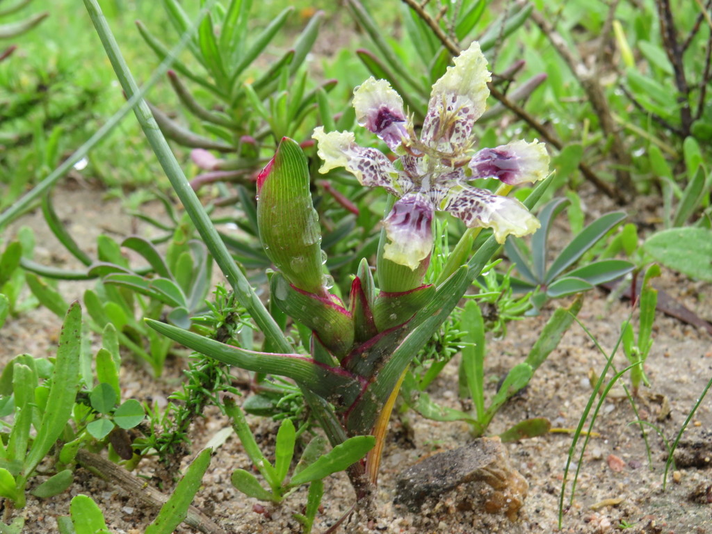 Ferraria densepunctulata, Eland Close, Park Drive, Myburgh Park, Langebaan, Western Cape, South Africa