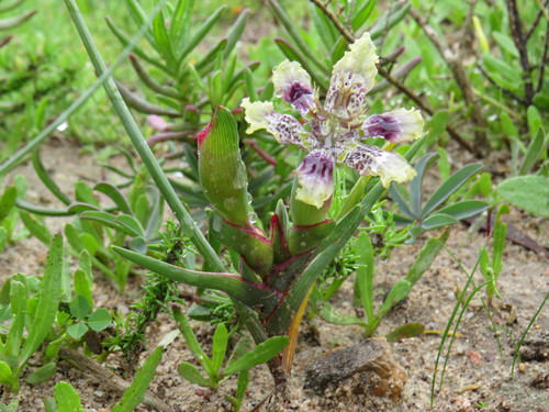 Ferraria densepunctulata