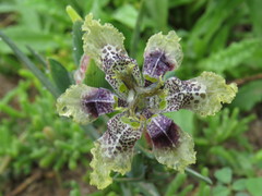Ferraria densepunctulata