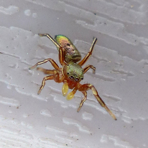Thin-spined Jumping Spider