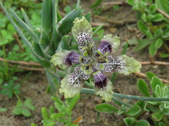 Ferraria densepunctulata