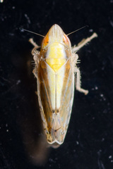 Scaphytopius elegans