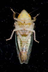 Scaphytopius elegans