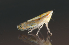 Scaphytopius elegans