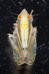 Scaphytopius elegans