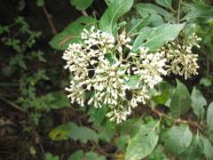 Archibaccharis asperifolia