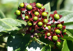 Clerodendrum floribundum