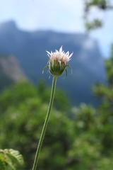 Pterocephalus plumosus