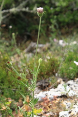 Pterocephalus plumosus