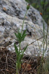 Pterocephalus plumosus