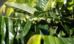 Glochidion zeylanicum