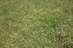 Bromus japonicus
