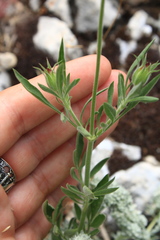 Pterocephalus plumosus