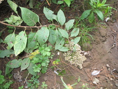 Archibaccharis asperifolia