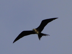 Fregata magnificens