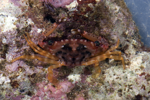 Thalamitoides