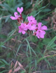 Dianthus andrzejowskianus