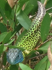 Lacerta schreiberi