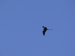 Fregata magnificens