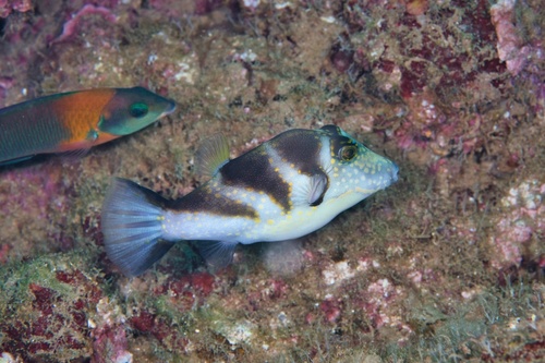 Banded sharpnose pufferfish (Canthigaster coronata) — Tetraodontidae — 2